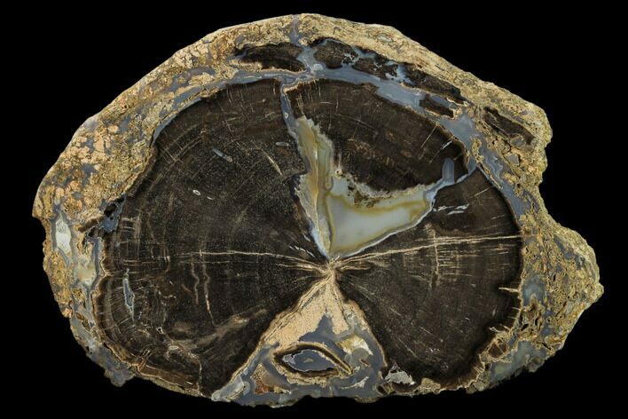 Petrified Wood (Schinoxylon) Round - Blue Forest, Wyoming #162918